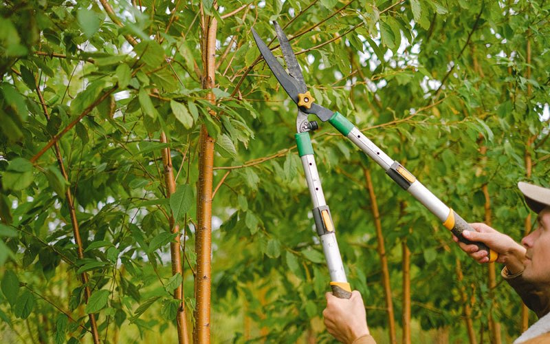 Tree trimming in Wardsboro, VT